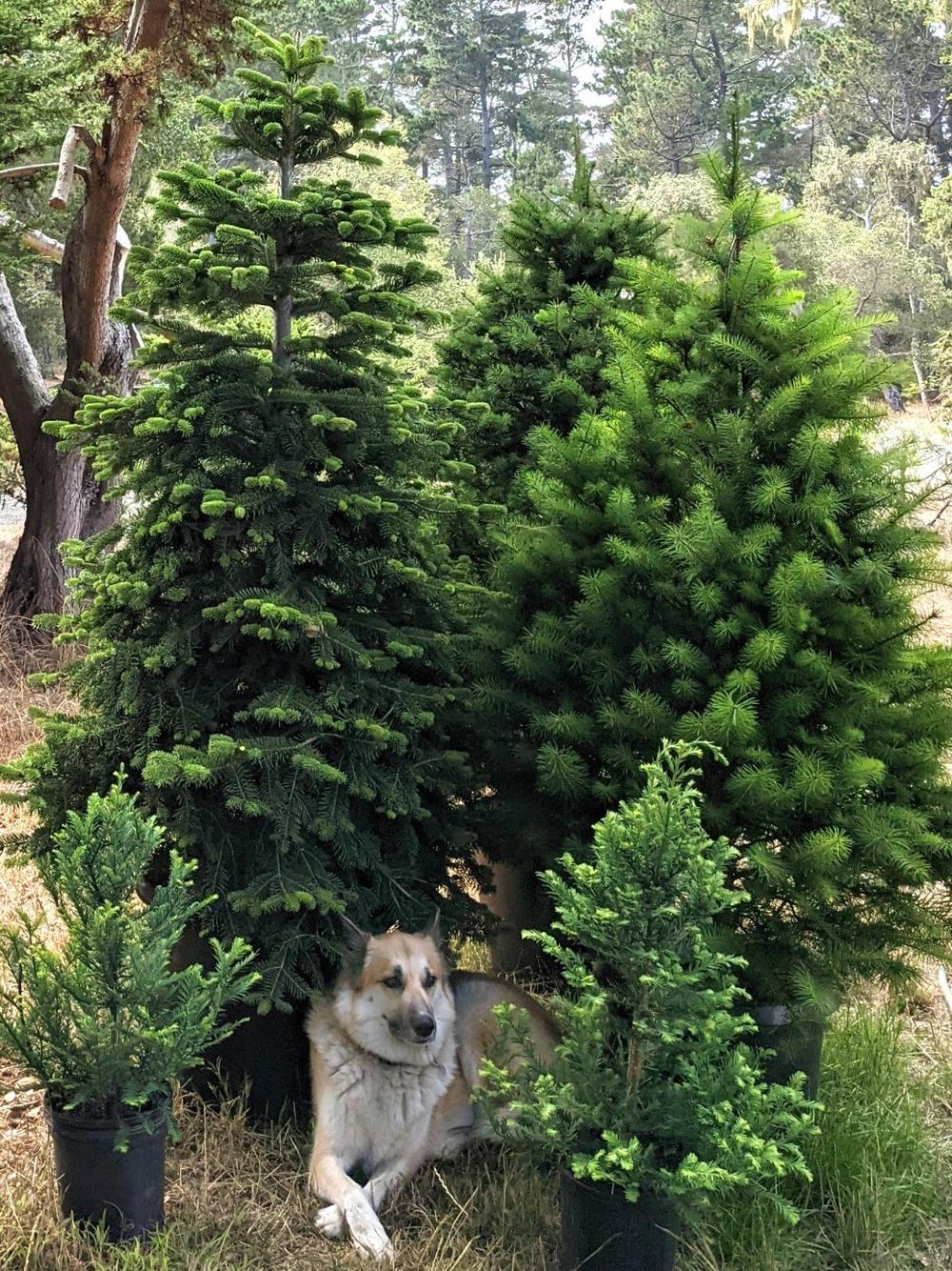 Monica's Husky-German Shephard mix, Heidi, is the business's official greeter and CDO: chief dog officer.