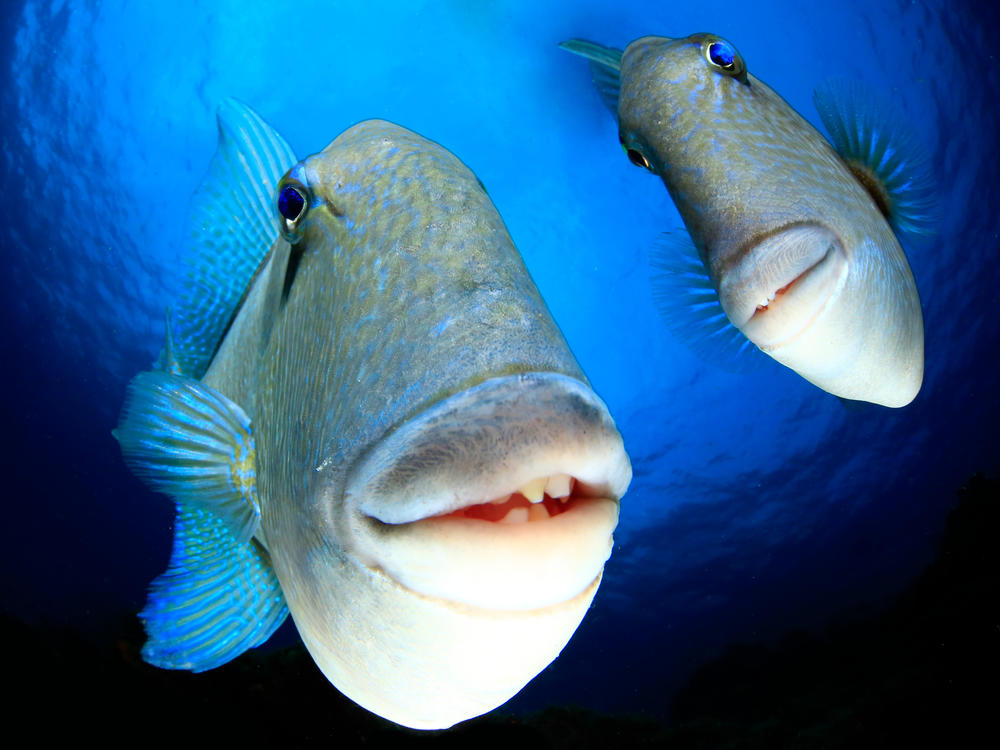 Arturo Telle Thiemann's photo of a couple triggerfish looking into the camera. The photo won the Creatures Under the Sea Award.