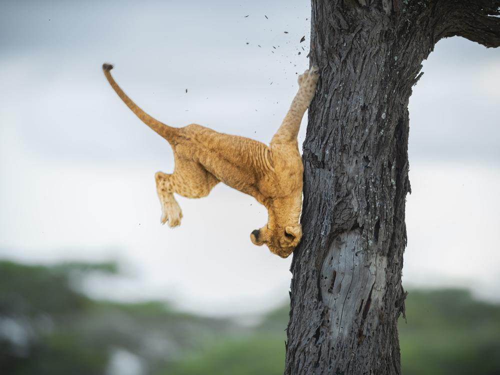 Jennifer Hadley's overall winning photo of a 3-month-old cub tumbling out of a tree.