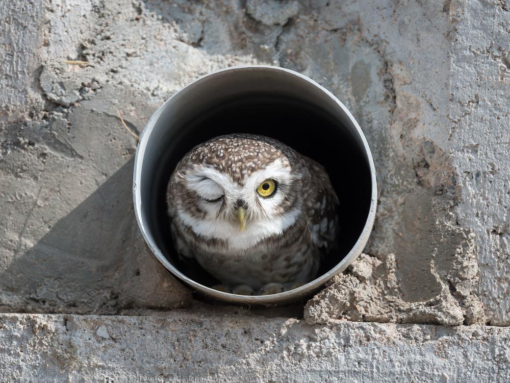 Arshdeep Singh's photo of an owlet in a pipe in Bikaner, India. The photo won the Junior Award.