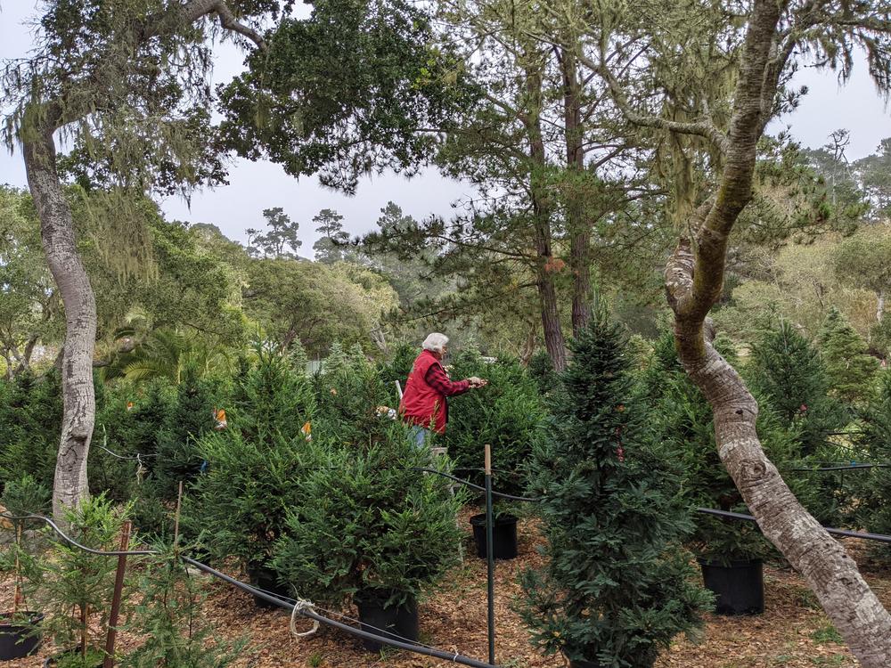 Monica Hudson said she has to be very careful pruning, since mistakes take longer to grow out for trees living in pots.