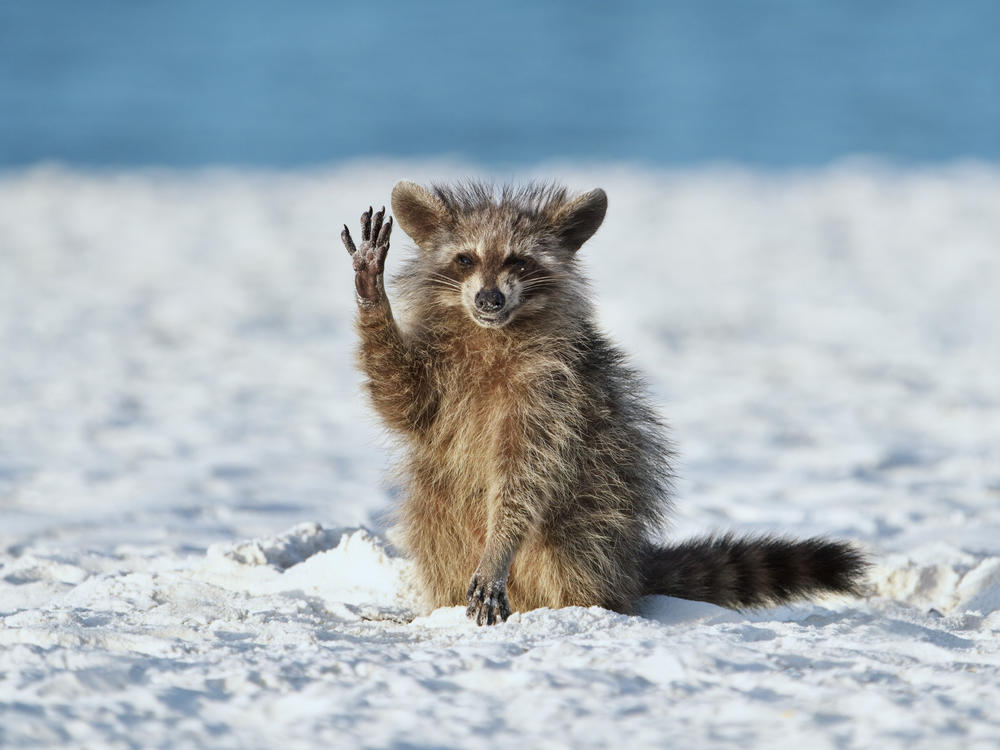 Miroslav Srb.'s photo of a raccoon seemingly thanking Srb. for feeding him shrimp on a Florida beach.