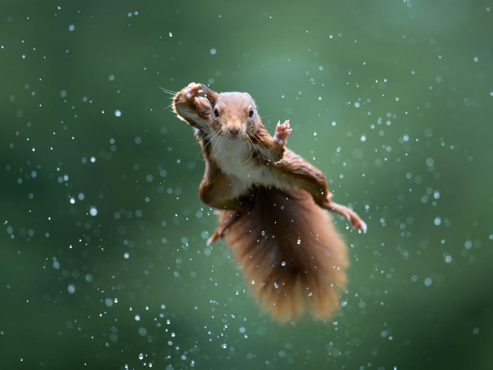 Alex Pansier's photo of a red squirrel jumping in a rainstorm.