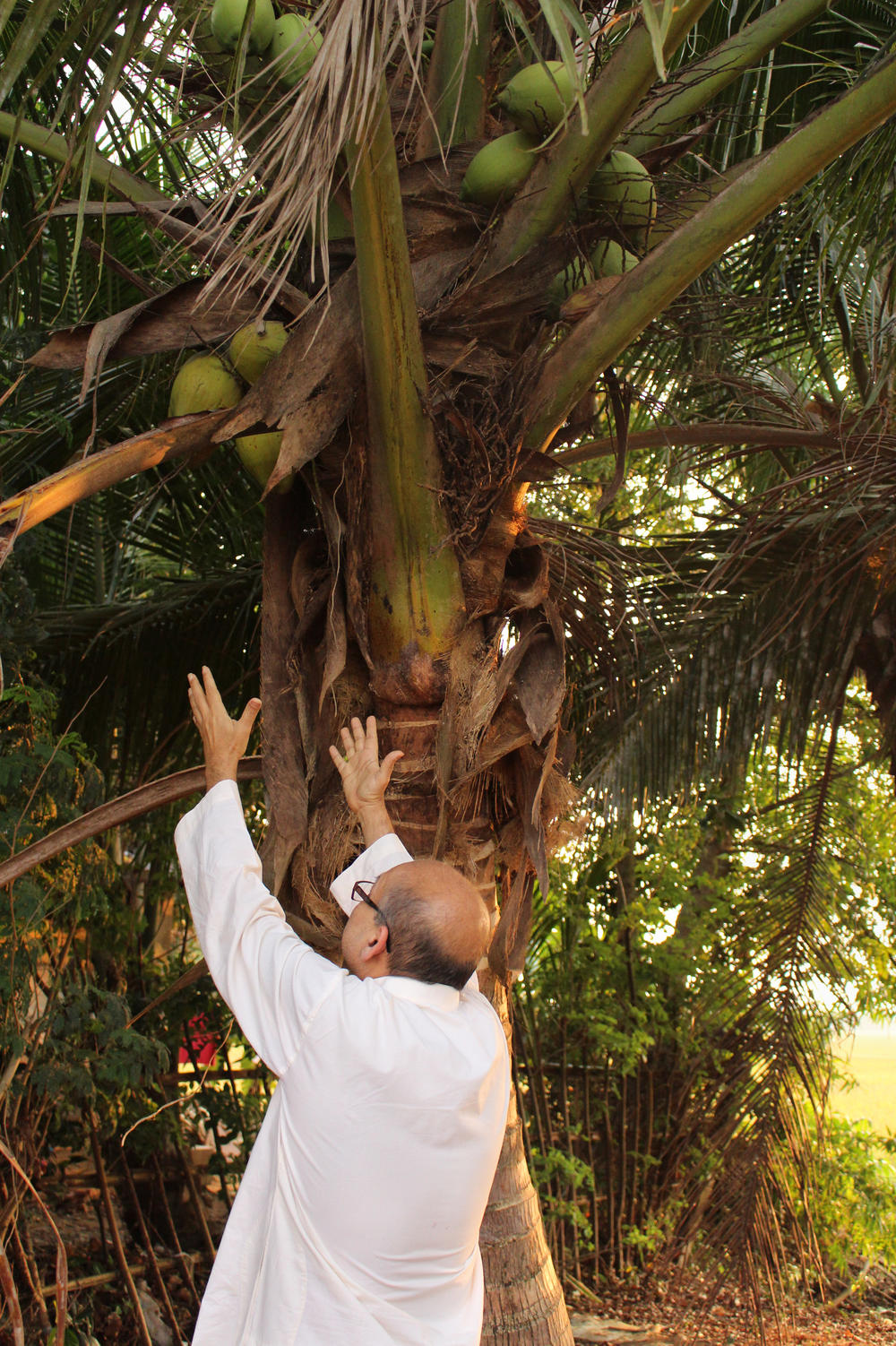 Maansi's father reaches for coconuts hanging over a riverbank in Kerala, India, in April 2017.