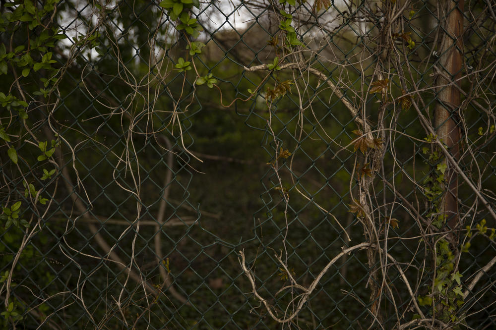 Vines weave through a broken fence in April 2020, in Wilmington, Del. Maansi and her father pass by them while on one of their daily walks during the pandemic.