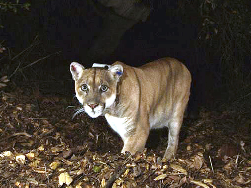 The mountain lion known as P-22, photographed in November 2014 in the Griffith Park area near downtown Los Angeles, is undergoing health evaluations after being captured on Monday.