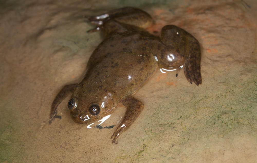 Scientists first identified melanopsin cells in the skin of the African clawed frog.