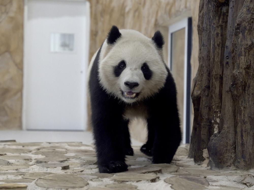 Thuraya, the female Panda sent by China to Qatar as a gift for the World Cup, walks in a shelter at the Panda House Garden in Al Khor, near Doha, Qatar.