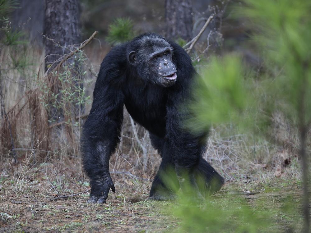 A chimp walks at Chimp Haven in Louisiana. A federal judge has ruled that the NIH violated the law when it chose not to move former research chimpanzees in New Mexico to the sanctuary.