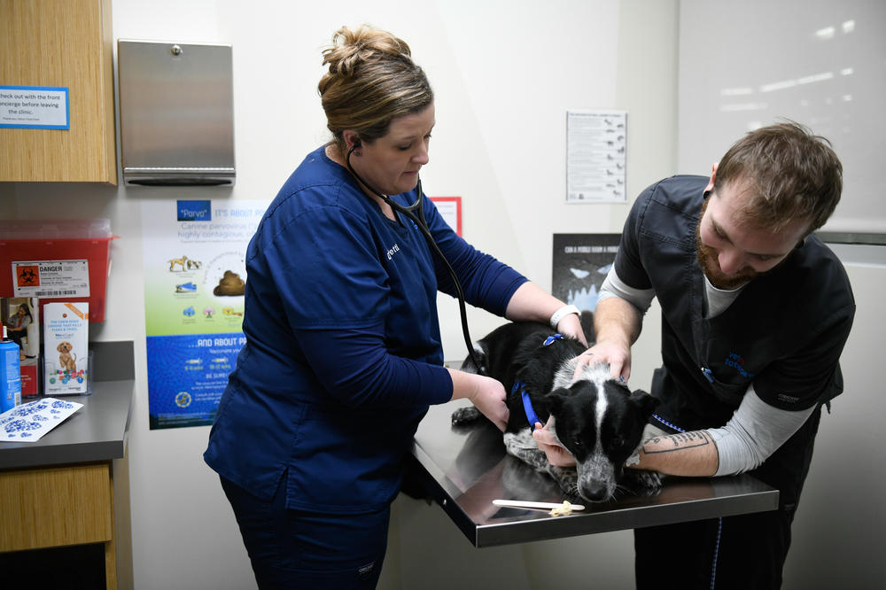Veterinarian Dr. Remington Pettit and veterinarian assistant Zack Harmon check up Oreo on Dec. 12, 2022, in Stillwater, Okla.