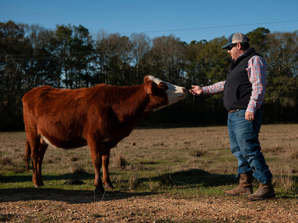 Andy Berry approaches one of his cows at his farm in New Hebron, Miss., on Dec. 16, 2022.