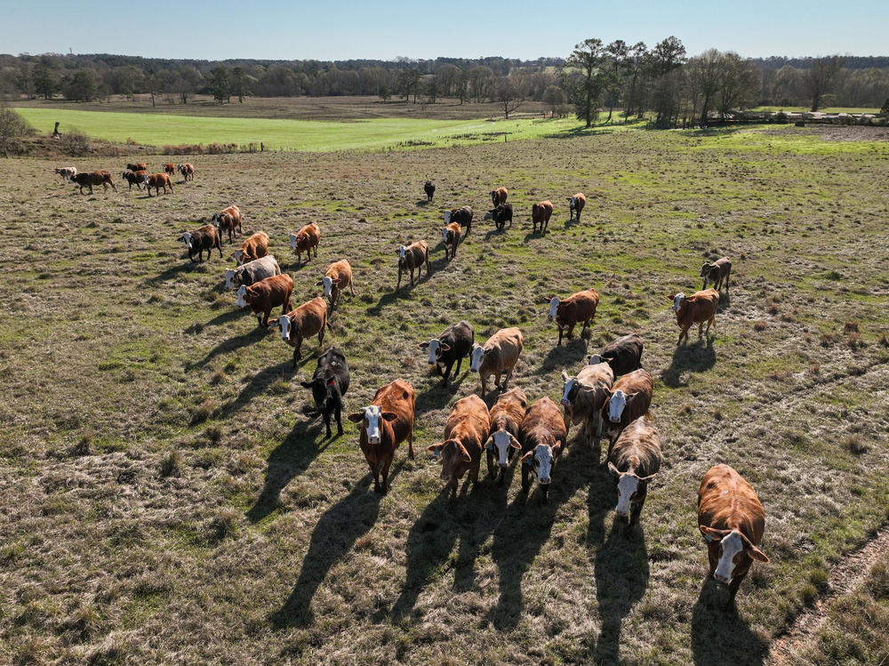 Cattle graze at Andy Berry's farm in New Hebron, Miss., on Dec. 16, 2022.