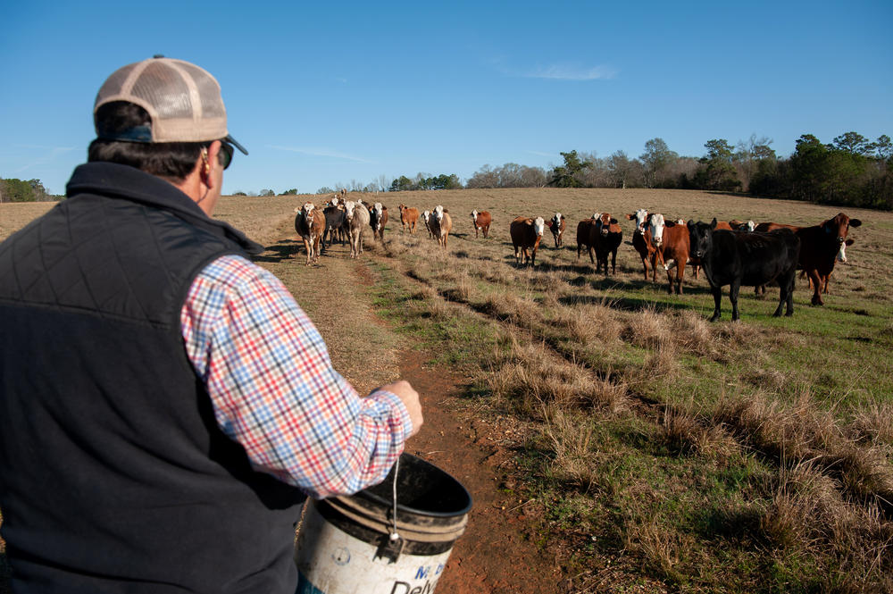 Andy Berry feeds cattle on his farm in New Hebron, Miss., on Dec. 16, 2022.