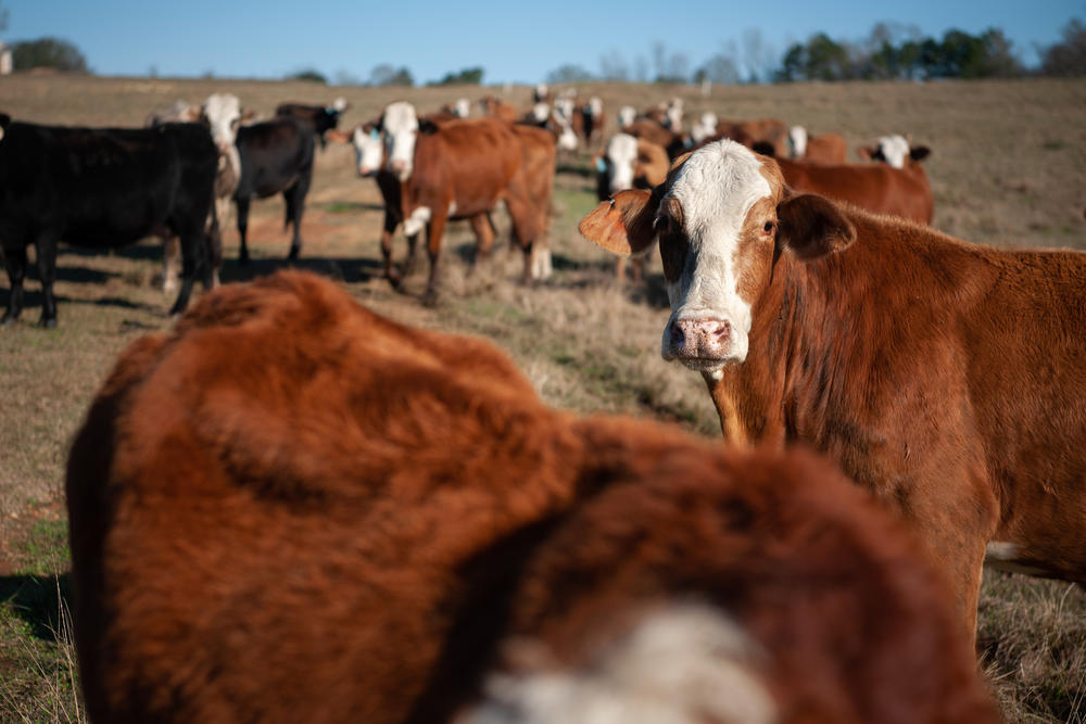 Cattle graze on Andy Berry's farm in New Hebron, Miss., on Dec. 16, 2022.