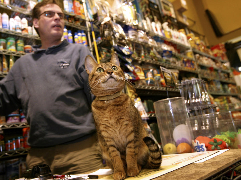 FILE - Ed Frerotte, of Petqua pet store, and the store cat Frankie stand at the counter in 2008 in New York.