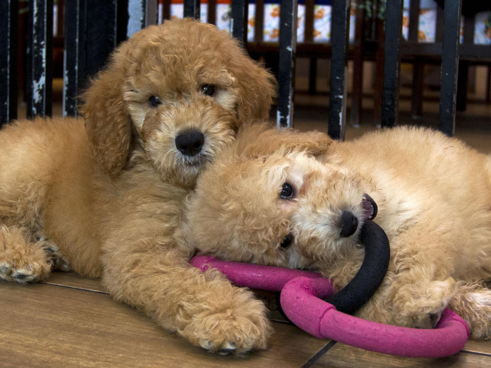 Puppies play in a cage at a pet store in Columbia, Md., in 2019. New York has become the latest state to ban the sale of cats, dogs, and rabbits in pet stores in an attempt to target commercial breeding operations. Maryland banned such sales in 2020.