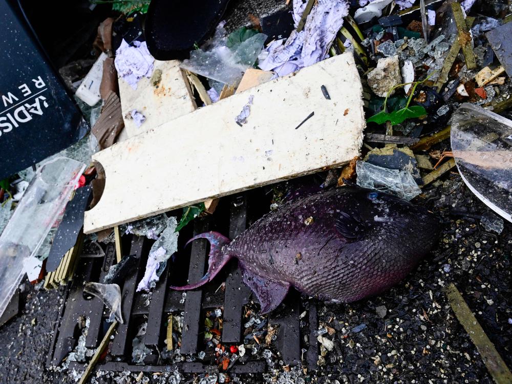 A dead fish is seen among debris in front of the Radisson Blu hotel in Berlin, where a huge aquarium located in the hotel's lobby burst on Friday. Berlin police said on Twitter that as well as causing 