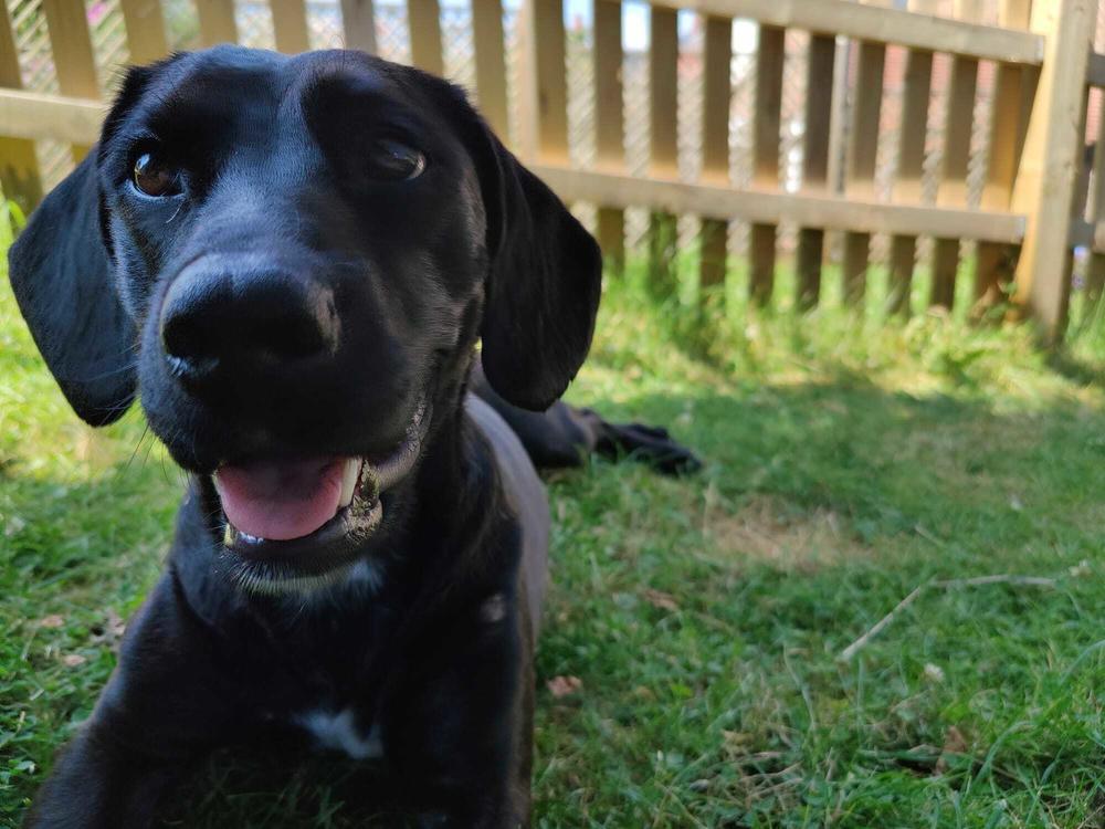 Bluebell, seen here in England, was boarded onto the wrong flight earlier this month, sending her to Saudi Arabia rather than Tennessee.