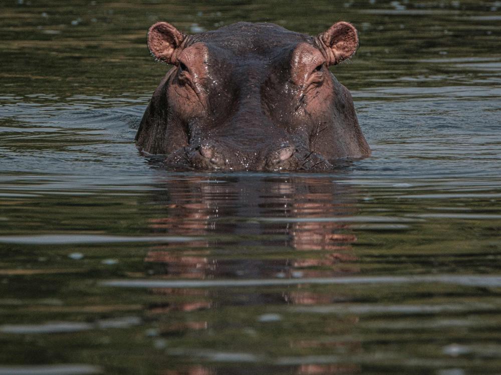 A hippopotamus recently attacked a boy in Uganda — and the boy survived, after a bystander took action, police say. Here, a hippo is seen in the Victoria Nile near Murchison Falls in northwest Uganda.