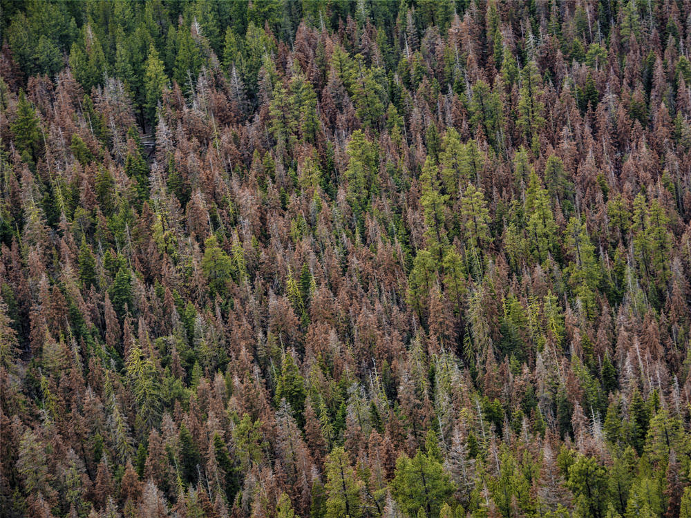 Tree health specialists scan forests, looking for fir trees that have turned red, which indicates that they are dead.