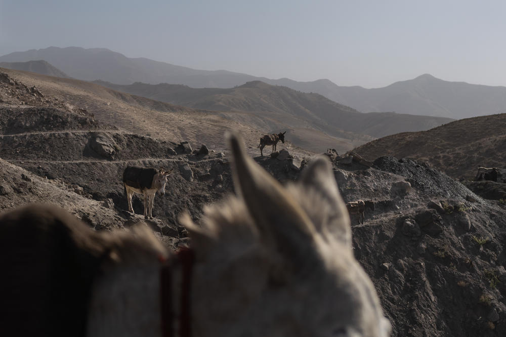 Donkeys dot the mountains near the entrances to the coal mine.
