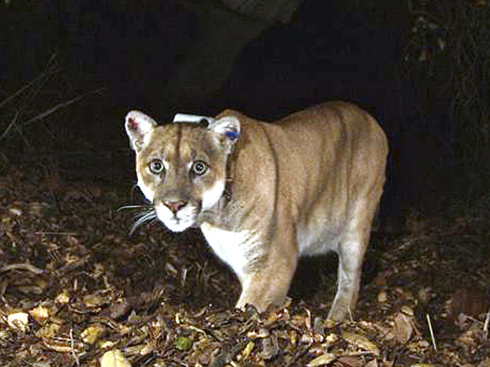 P-22, pictured in the Griffith Park area near downtown Los Angeles in 2014, has been euthanized, officials said Saturday.