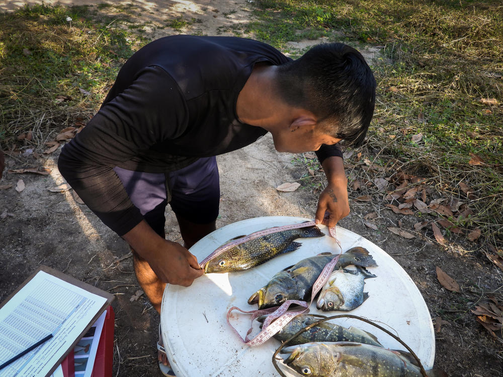 A Mebêngôkre Kayapó monitor measures fish caught in his village.