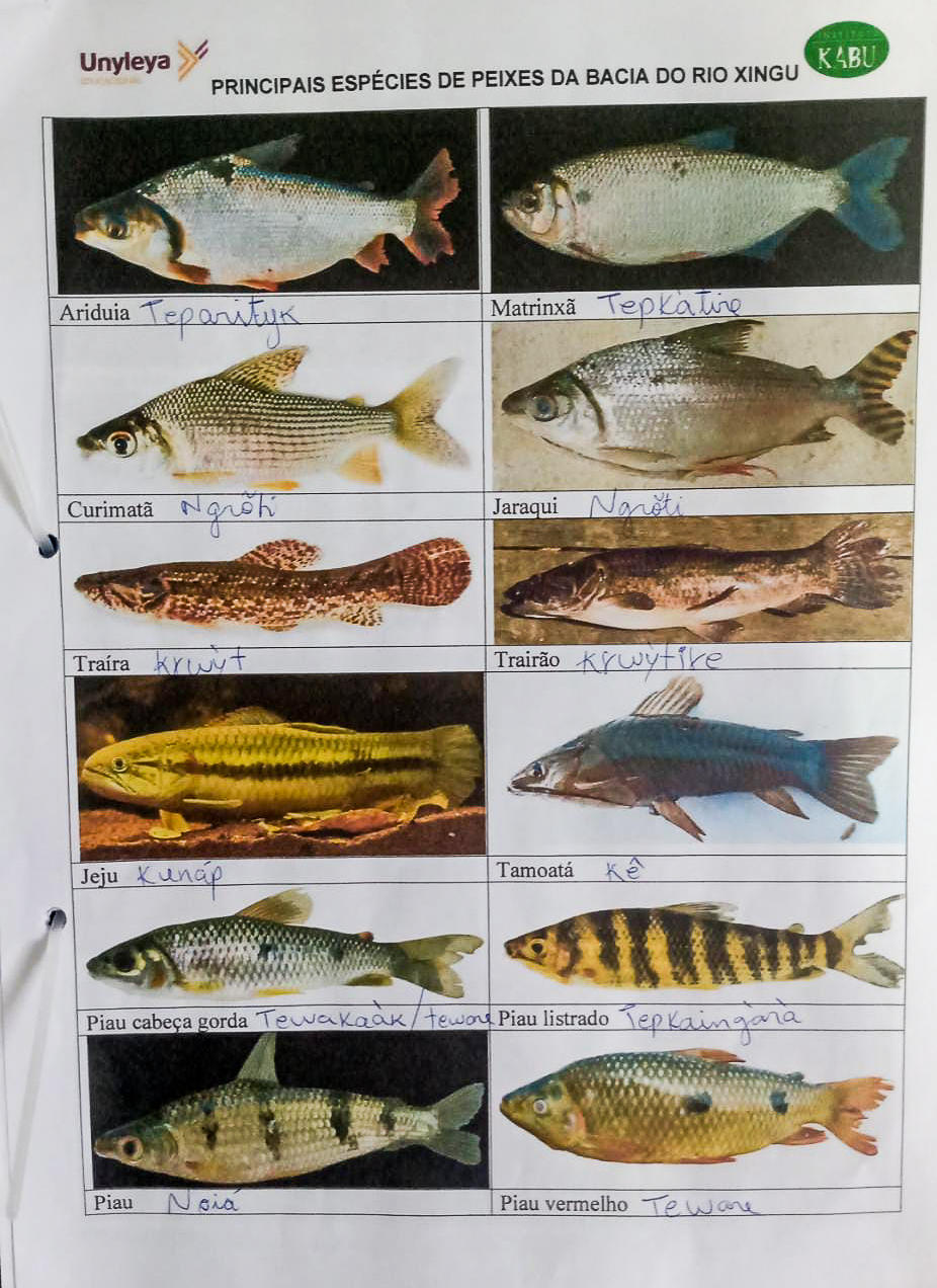 The Mebêngôkre Kayapó worked with the team from Unyleya Socioambiental to create a dictionary of fish species in both Portuguese and their native language.