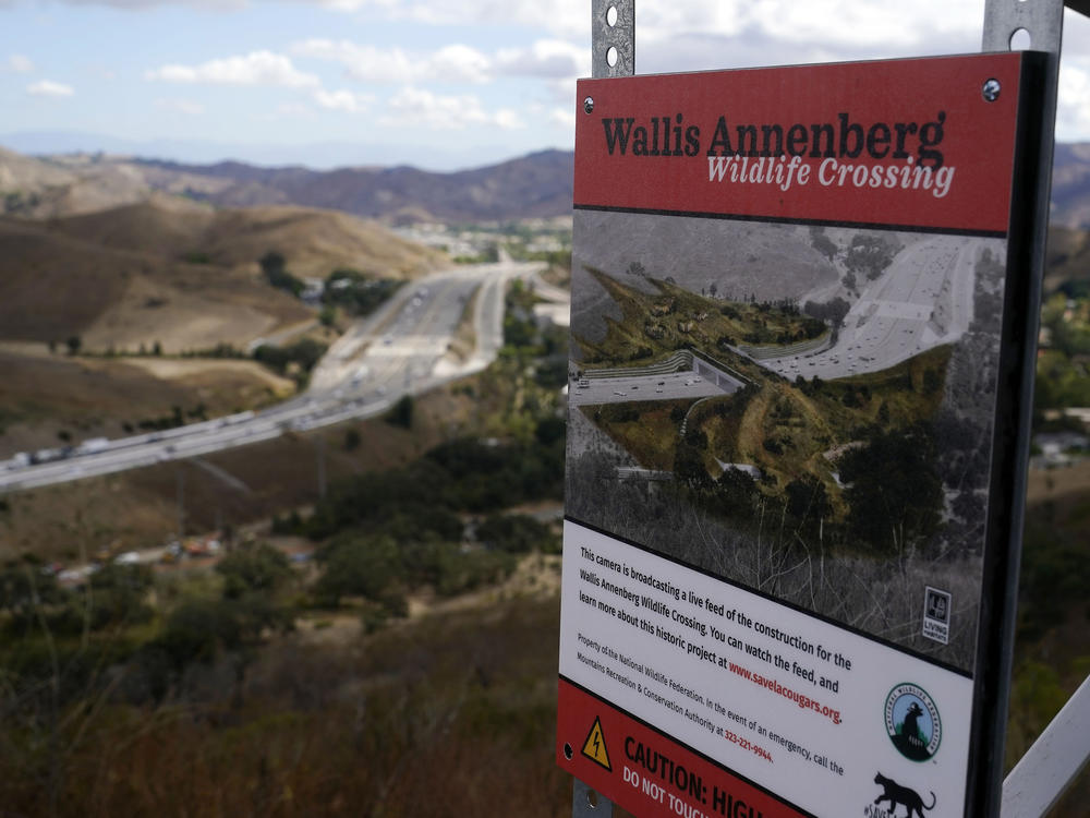 An overview of the Wallis Annenberg Wildlife Crossing, which will eventually be built over the 101 Freeway in Agoura Hills, Calif.