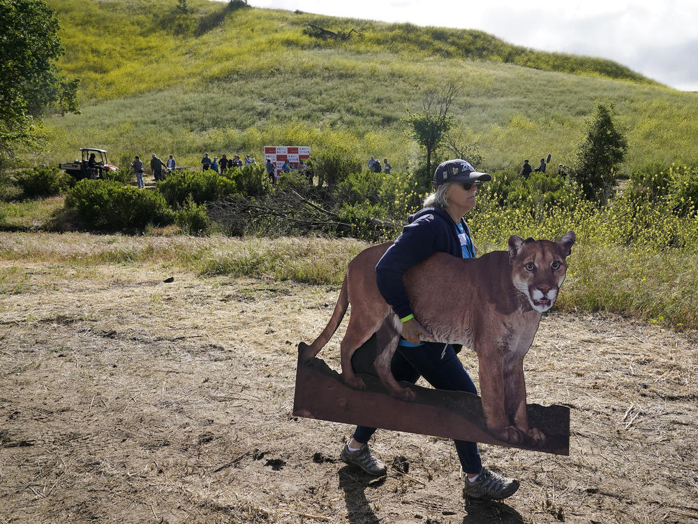 A volunteer carries a cardboard cutout of mountain lion P-22 during the groundbreaking ceremony for the Wallis Annenberg Wildlife Crossing in Agoura Hills, Calif., in April.