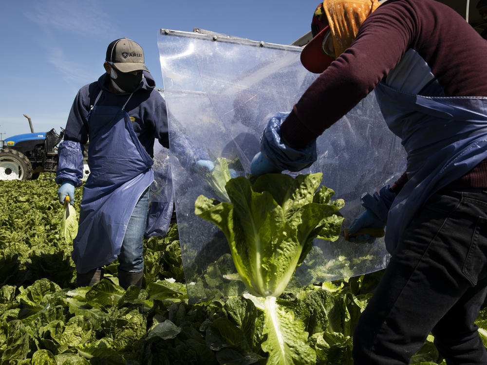 Farm laborers working with an H-2A visa harvest romaine lettuce on a machine with heavy plastic dividers that separate workers from each other on April 27, 2020, in Greenfield, Calif.