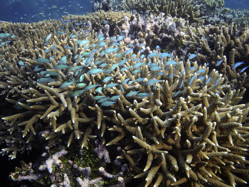 Australia's Great Barrier Reef is being hit hard by climate change, but new research is showing how some corals are more resilient to heat.