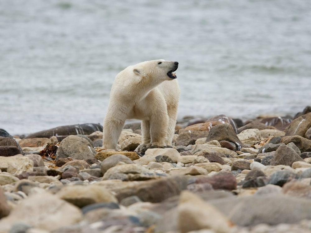 A polar bear walks along the shore of Hudson Bay near Churchill, Manitoba, on Aug. 23, 2010. Polar bears in Canada's Western Hudson Bay — on the southern edge of the Arctic — are continuing to die in high numbers, a new government survey released Thursday found.