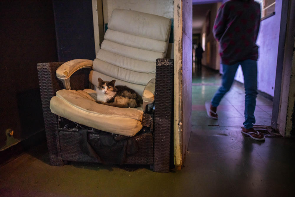 A cat sits on a broken chair in a makeshift movie theatre at Cissie Gool House in Cape Town.