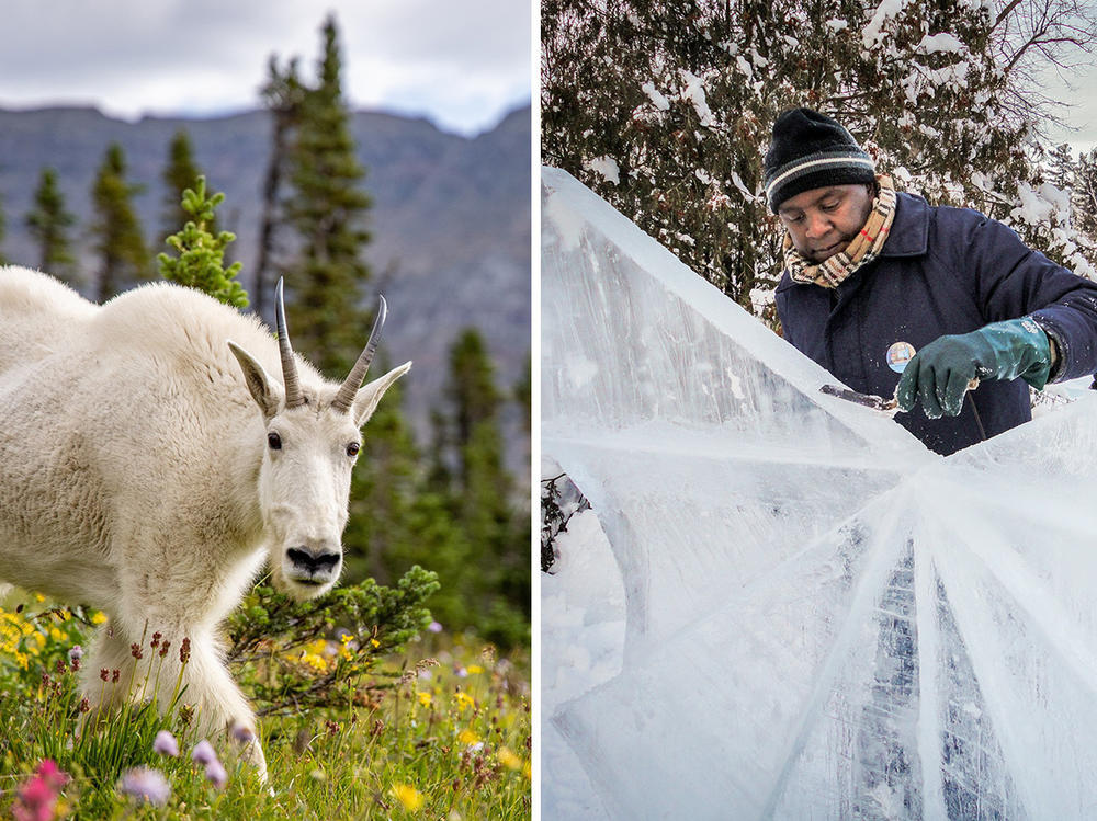 Two of our favorite hidden gems feature goats who take no guff and an ice sculptor from Kenya who defied skeptics.