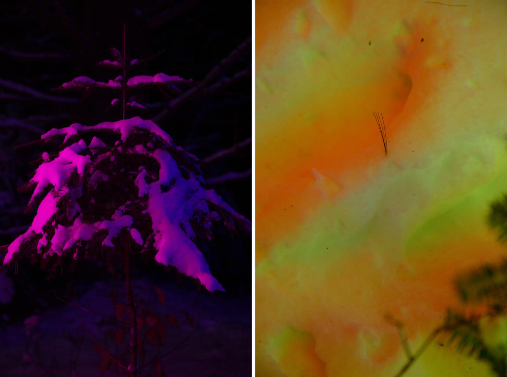 Holiday lights displayed at the Wild Center in the Adirondack Mountains in Tupper Lake, NY.