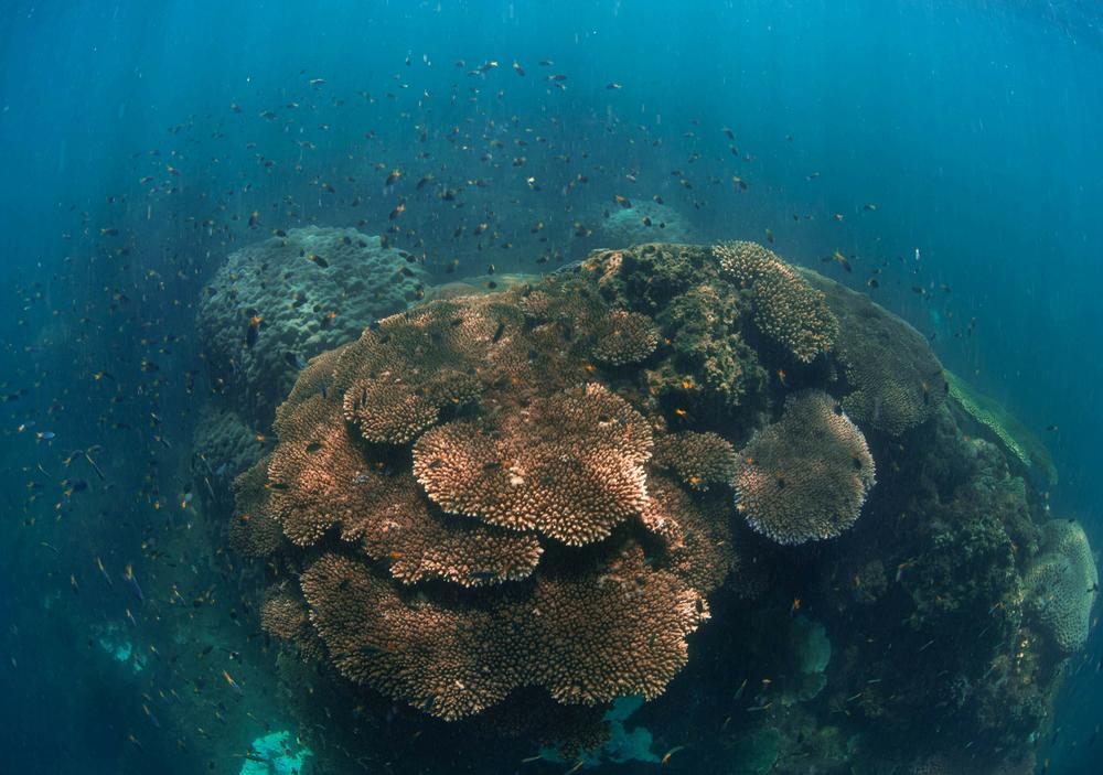 Healthy corals off Magnetic Island on the Great Barrier Reef were able to survive bleaching events.