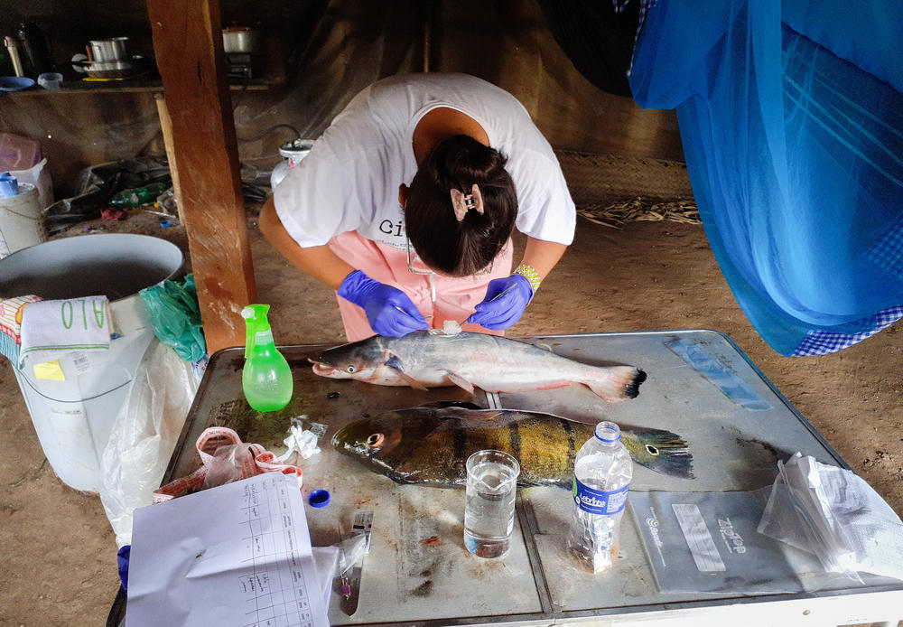 Alany Gonçalves is a biologist from Unyleya Socioambiental who works on the Mebêngôkre Kayapó fish monitoring project.