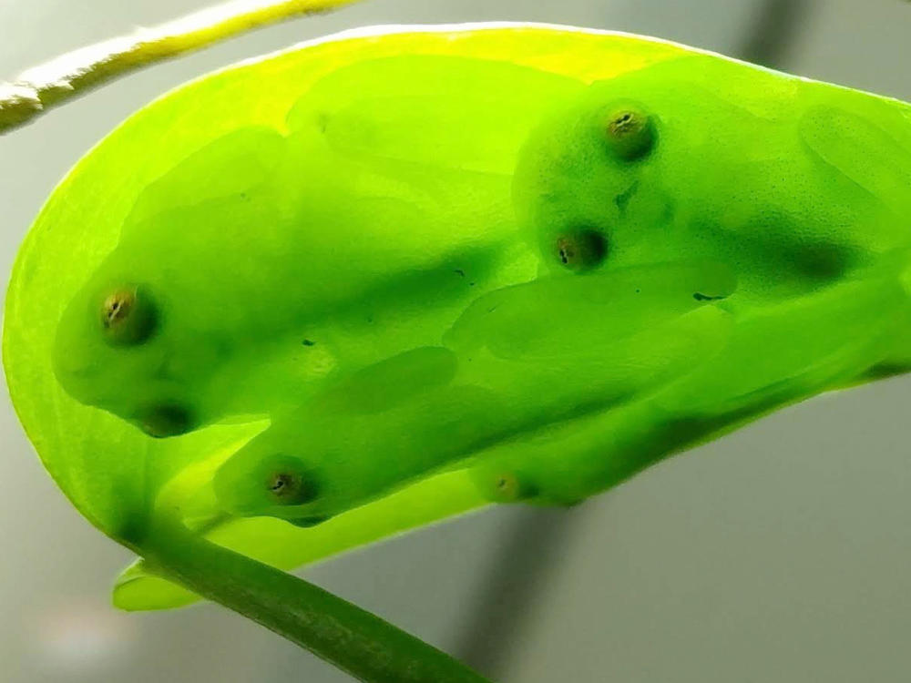 A group of glassfrogs sleeping together upside down on a leaf, showing their camouflage.