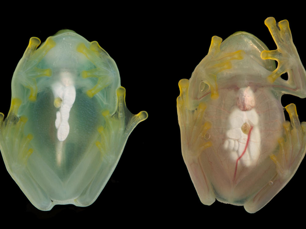 The same glassfrog photographed during sleep (left) and while active (right), showing the difference in red blood cell circulation.