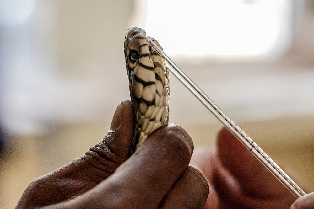A forest cobra is harvested for its venom at the Research Institute of Applied Biology of Guinea. Its venom will be analysed for various toxins and help inform future antidote development.