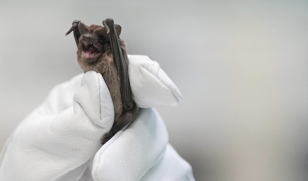 Mary Warwick, wildlife director for the Houston Humane Society, holds a Mexican free-tailed bat as it recovers from last week's freeze on Tuesday, Dec. 27 in Houston. The freezing temperatures caused the bats to go into hypothermic shock, lose their grip on their habitat and fall to the ground. Over 1500 bats were rescued from the Waugh Street Bridge and in Pearland since Friday.
