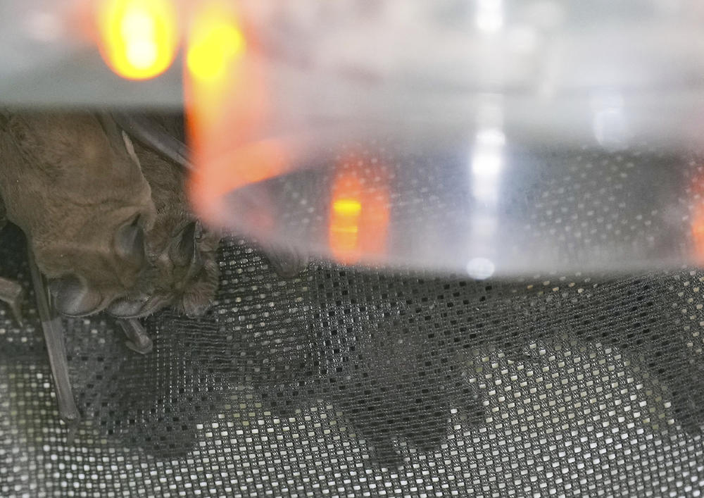 Mexican free-tailed bats huddle in an incubator as they recover from the freeze.