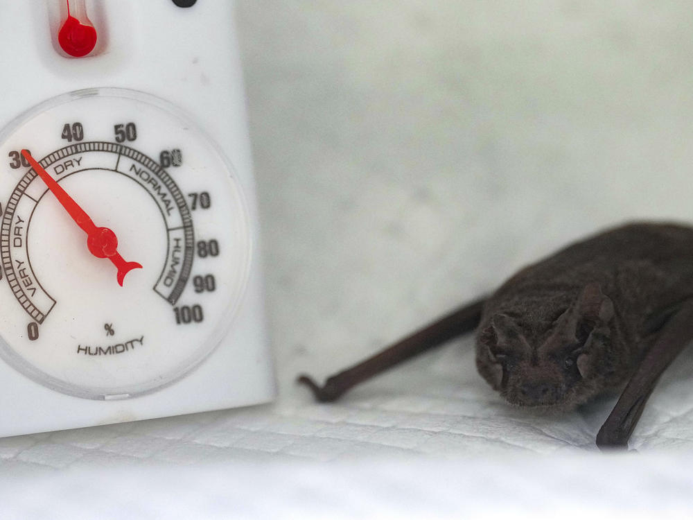 A Mexican free-tailed bat hangs out in an incubator after getting some fluids.