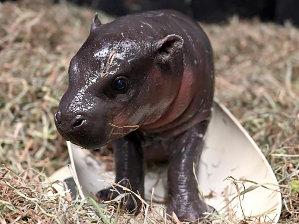 Christmas came early to the Metro Richmond Zoo with the gift of a pygmy hippo calf.