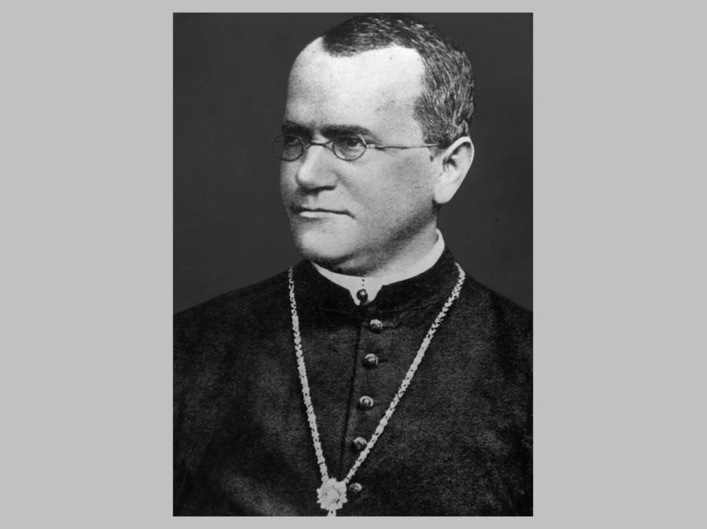 Gregor Johann Mendel (1822 - 1884) the priest and botanist whose work laid the foundation of the study of genetics.