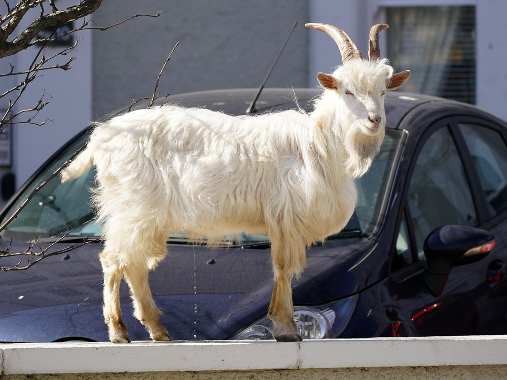 There's no debate about this GOAT.