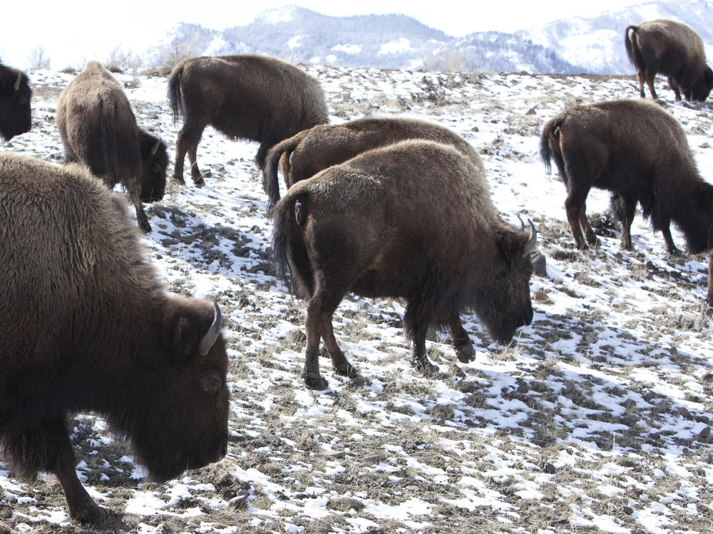 Bison roam outside Yellowstone National Park in Gardiner, Mont., on March 17, 2011. Thirteen bison were killed or had to be euthanized after their herd was struck by a semi-truck involved in an accident with two other vehicles on a dark Montana highway just outside Yellowstone National Park, authorities said Friday, Dec. 30, 2022.