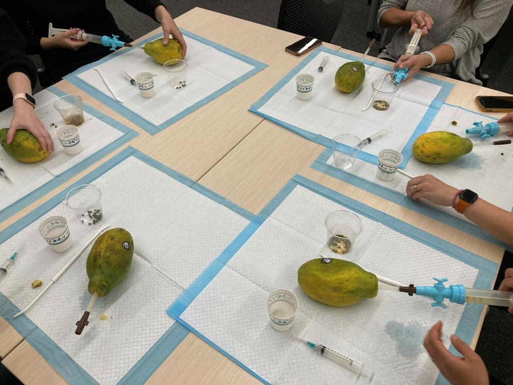 Participants at a TEAMM training workshop held at University of Washington use papayas to practice uterine aspiration technique. The training helps make the procedure more familiar and less daunting for clinicians.