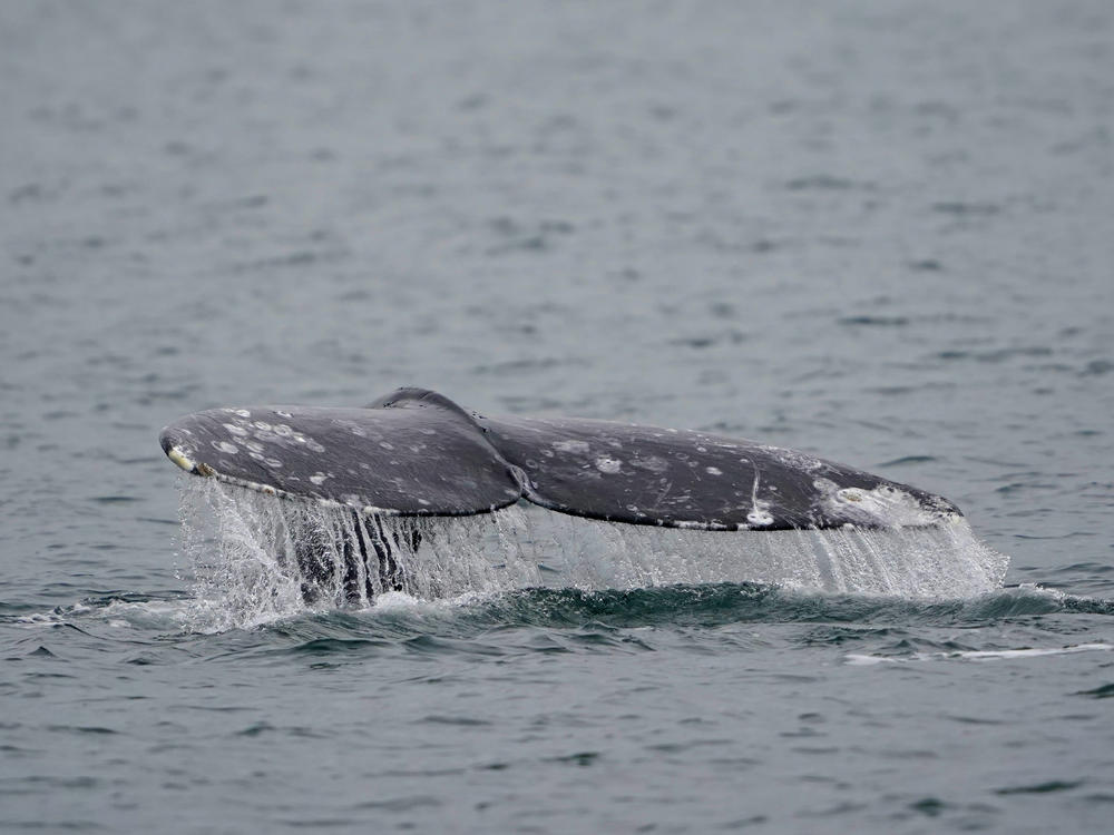Thrilled whale watchers caught a rare glimpse into the first moments of life for a newborn gray whale.